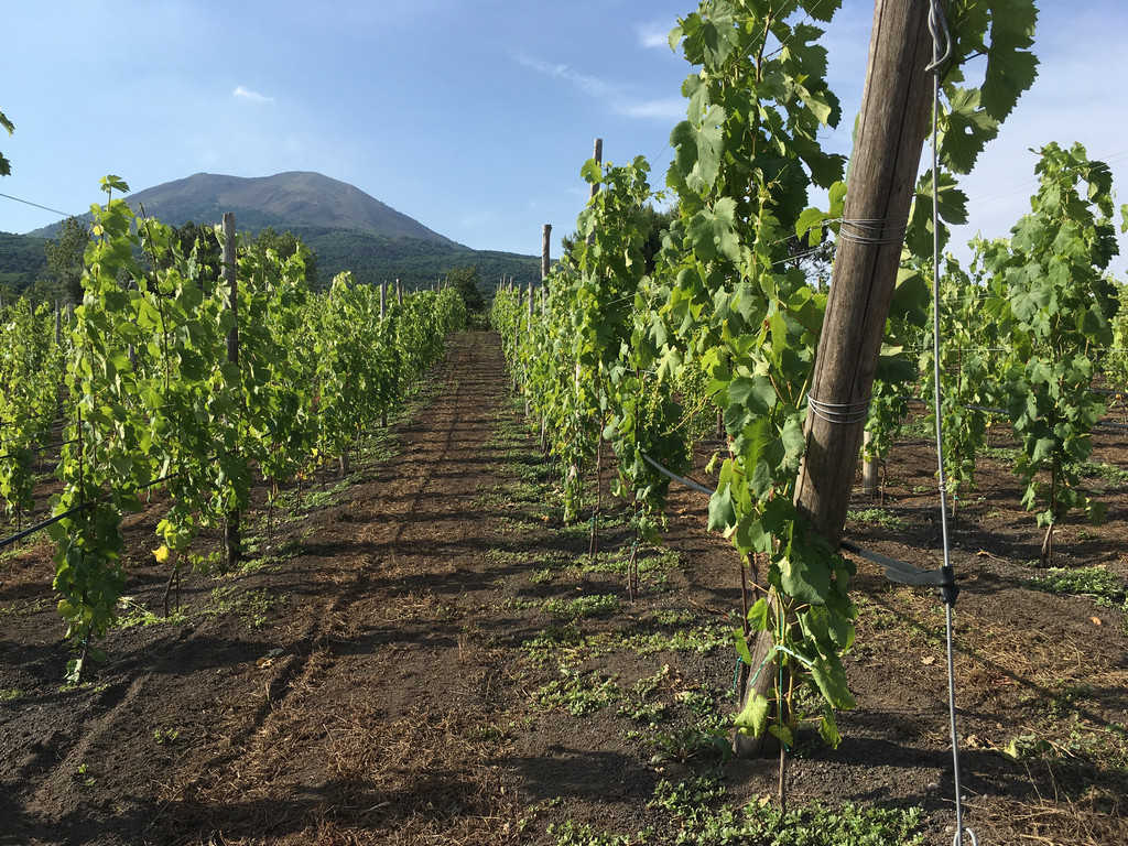 Vineyard Vesuvius Florami