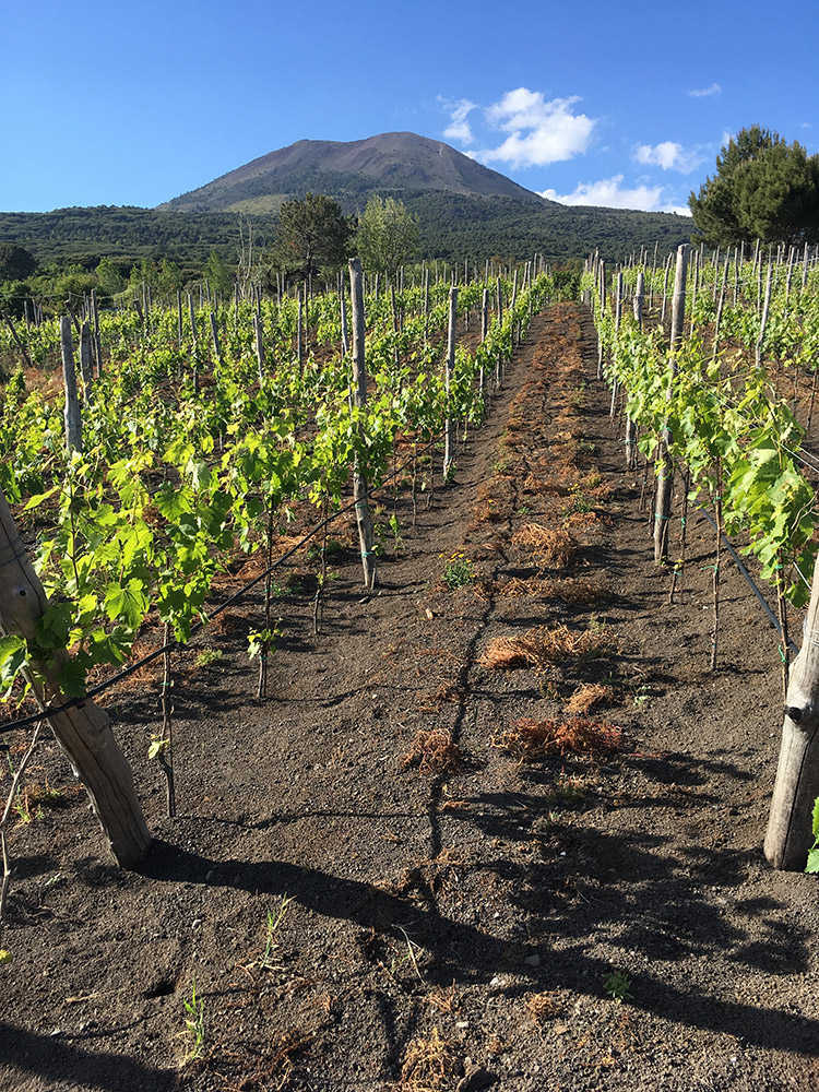 Ungrafted vine on Vesuvius